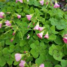 Oxalis tetraphylla 'Deppii' Iron Cross Edible Leaves 10 Bulbs