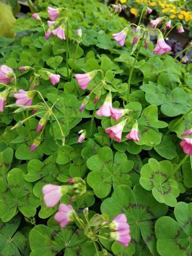 Oxalis tetraphylla 'Deppii' Iron Cross Edible Leaves 10 Bulbs