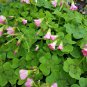 Oxalis tetraphylla 'Deppii' Iron Cross Edible Leaves 10 Bulbs