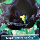 Vincent van Gogh Fringed Tulip 8 Bulbs Deep PurpleBlack Color 12+ cm Bulbs