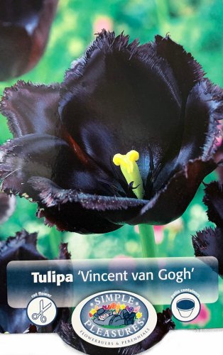 Vincent van Gogh Fringed Tulip 8 Bulbs Deep PurpleBlack Color 12+ cm Bulbs