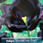 Vincent van Gogh Fringed Tulip 8 Bulbs Deep PurpleBlack Color 12+ cm Bulbs