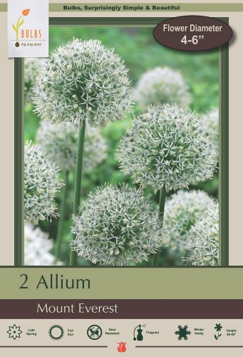 Mount Everest Allium 2 Bulbs Persian Onion 18/+ cm Bulbs