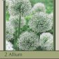 Mount Everest Allium 2 Bulbs Persian Onion 18/+ cm Bulbs