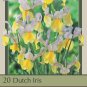 Apollo Dutch Iris 20 Bulbs Multiply Rapidly NEW 8/9 cm Bulbs