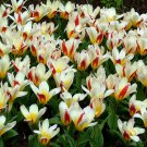 The First Kaufmanniana Tulip 8 Bulbs VERY HARDY 12/+ cm Bulbs