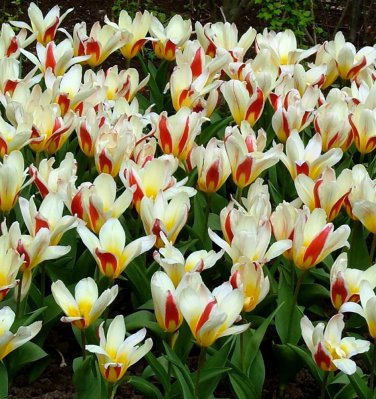 The First Kaufmanniana Tulip 8 Bulbs VERY HARDY 12/+ cm Bulbs