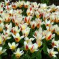 The First Kaufmanniana Tulip 8 Bulbs VERY HARDY 12/+ cm Bulbs