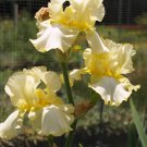 Total Recall Bearded Iris REBLOOMER Top Size Rhizome