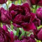 Showcase Double Early Tulip 8 Bulbs 12/+cm Bulbs Deep Purple