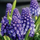 Bling Bling Grape Hyacinth 10 Bulbs Muscari 8/9 cm Bulbs NEW