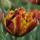 Bastia Double Late Peony Flowered Tulip 6 Bulbs NEW