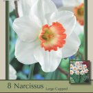 Pink Charm Daffodil 8 Bulbs Gorgeous! 14/16 cm Bulbs