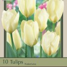 White Emperor Fosteriana 10 Tulip Bulbs Pure White 12/+ cm Bulbs