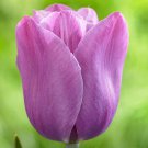 Violet Beauty Single Late Tulip 8 Bulbs 12/+ cm Bulbs