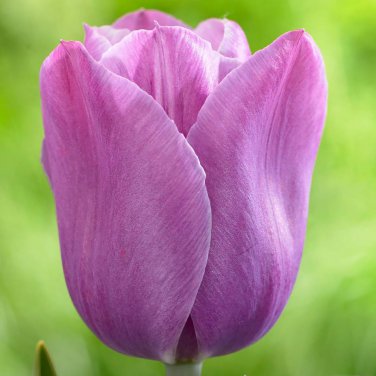 Violet Beauty Single Late Tulip 8 Bulbs 12/+ cm Bulbs