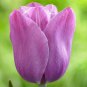 Violet Beauty Single Late Tulip 8 Bulbs 12/+ cm Bulbs