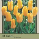Yellow Emperor Fosteriana 10 Tulip Bulbs 12/+ cm Bulbs