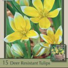 Tarda Perennial Tulip 20 Bulbs Very Hardy 8/+ cm Bulbs
