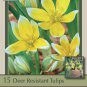 Tarda Perennial Tulip 20 Bulbs Very Hardy 8/+ cm Bulbs