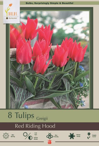 Red Riding Hood Greigii Tulip 8 Bulbs 12/+ cm Bulbs