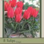 Red Riding Hood Greigii Tulip 8 Bulbs 12/+ cm Bulbs