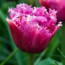 Mascotte Fringed Tulip 7 Bulbs 12/+ cm Bulbs Lush, Double Flowers