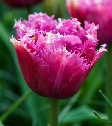 Mascotte Fringed Tulip 7 Bulbs 12/+ cm Bulbs Lush, Double Flowers