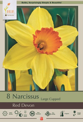 Red Devon Daffodil 8 Bulbs 14/16 cm Bulbs