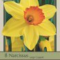 Red Devon Daffodil 8 Bulbs 14/16 cm Bulbs