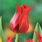 Pretty Woman Lily Flowering Tulips 10 Bulbs 12/+ cm Bulbs