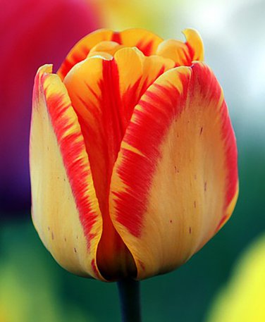 Banja Luka Darwin Hybrid Tulip 10 Bulbs 12/+ cm