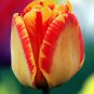 Banja Luka Darwin Hybrid Tulip 10 Bulbs 12/+ cm