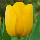Golden Parade Darwin Hybrid Tulip 10 Bulbs 12/+ cm Bulbs