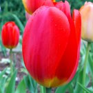 Darwin Hybrid Tulip Red Parade 10 Bulbs Strong Grower 12/+ cm bulbs