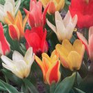 Valentine Mix Fosteriana Tulips 10 Bulbs 12/+cm Bulbs
