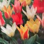 Valentine Mix Fosteriana Tulips 10 Bulbs 12/+cm Bulbs