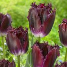 Purple Crystal Fringed Tulip 7 Bulbs NEW 12/+ cm Bulbs