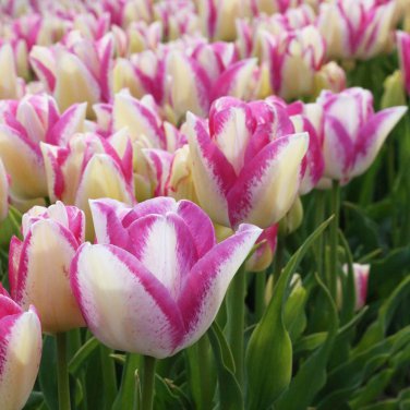 Del Pierro Triumph Tulip 8 Bulbs NEW 12/+ cm Bulbs White / Hot Pink Edges