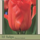 Red Impression Darwin Tulip 10 Bulbs Super Value! 12/+ cm Bulbs