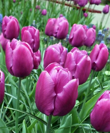 Purple Prince Tulip 10 Bulbs 12/+ cm Bulbs