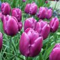 Purple Prince Tulip 10 Bulbs 12/+ cm Bulbs
