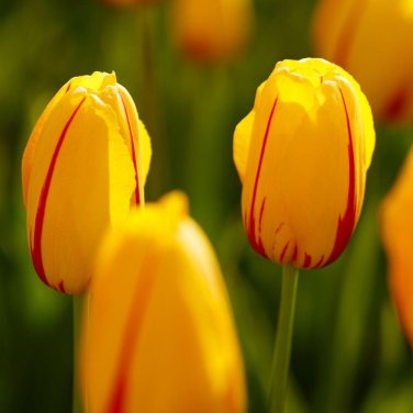 Single Late La Courtine Tulip 8 Bulbs 12/+ cm Bulbs