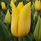 Strong Gold Triumph Tulip 10 Bulbs 12/+ cm Bulbs