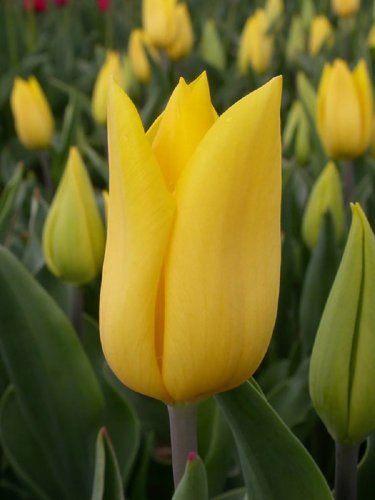 Strong Gold Triumph Tulip 10 Bulbs 12/+ cm Bulbs