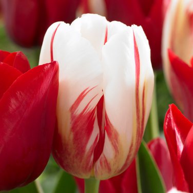 Carnaval de Rio Triumph Tulip 10 Bulbs 12/+ cm Bulbs