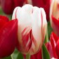 Carnaval de Rio Triumph Tulip 10 Bulbs 12/+ cm Bulbs