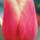 Los Angeles Triumph Tulip 8 Bulbs NEW 12/+ cm Bulbs
