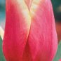 Los Angeles Triumph Tulip 8 Bulbs NEW 12/+ cm Bulbs
