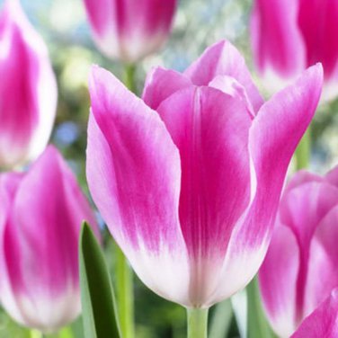 Royal Ten Triumph Tulip 10 Bulbs NEW 12/+ cm Bulbs
